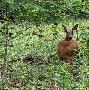 Meet your Posher, Maureen